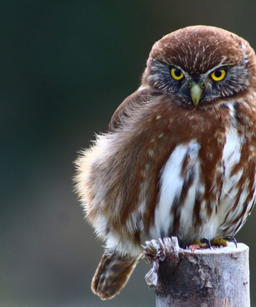 nativo-expediciones-futaleufu_aves_1