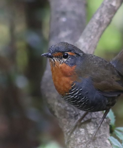 nativo-expediciones-futaleufu_birds